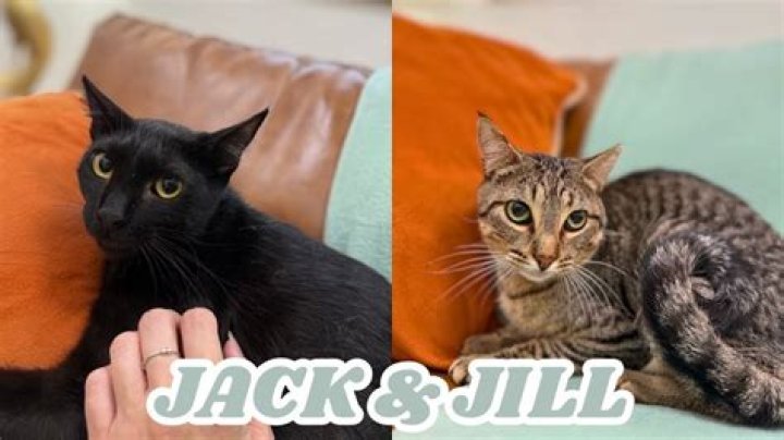 Watch PurrfectDuo Cam Recordings Free